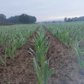 Pole, grunty rolne Chocianowiec