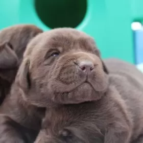 Labradory czekoladowe