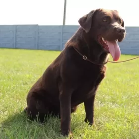 Labradory czekoladowe