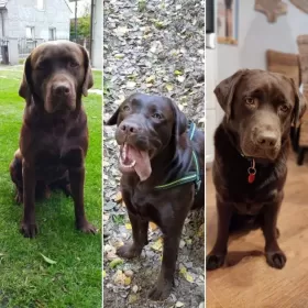 Labradory czekoladowe