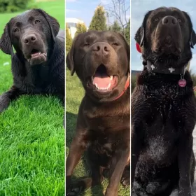 Labradory czekoladowe