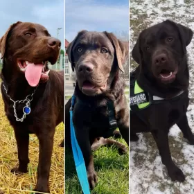 Labradory czekoladowe