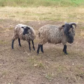 Sprzedam Owce 