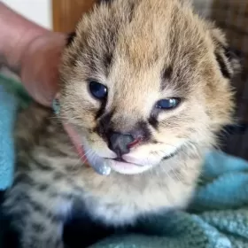 Serwal afrykański,  Serval, Leptailurus serval sprzedam 