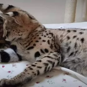 Serwal afrykański,  Serval, Leptailurus serval sprzedam 