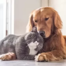 Najlepsze rasy kotów dla dzieci